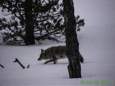 Coyotes