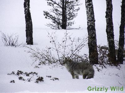 Coyotes