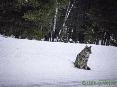 Coyotes