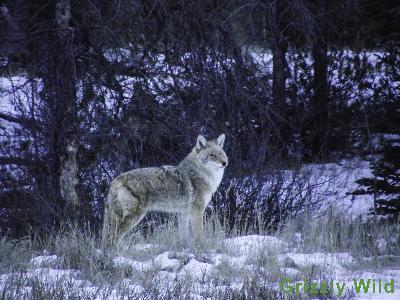 Coyotes