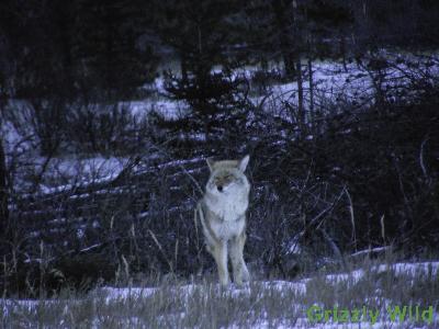 Coyotes