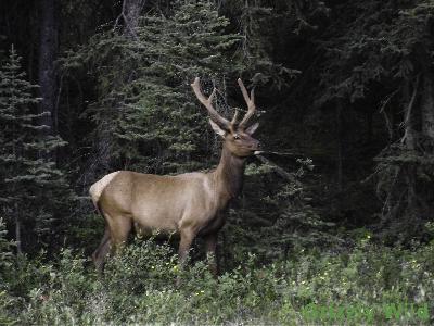 Elk