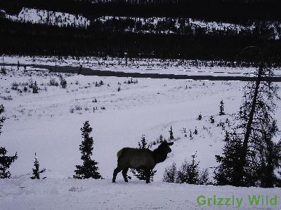 Elk