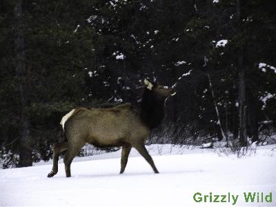 Elk