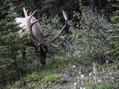 Elk