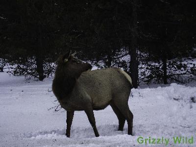 Elk