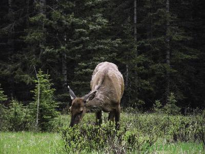 Elk