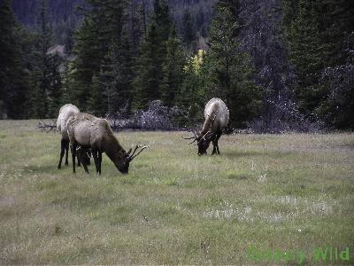 Elk