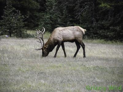 Elk