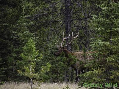 Elk