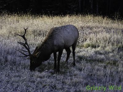 Elk