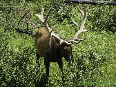 Elk