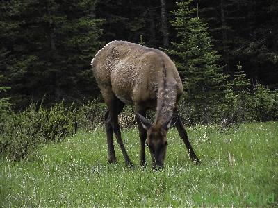 Elk