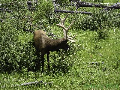 Elk