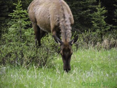 Elk