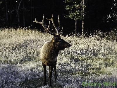 Elk