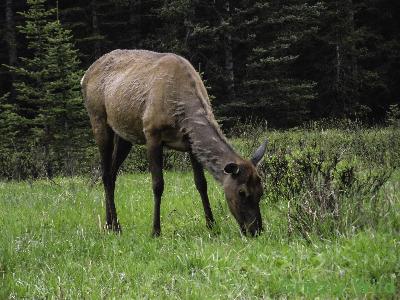 Elk