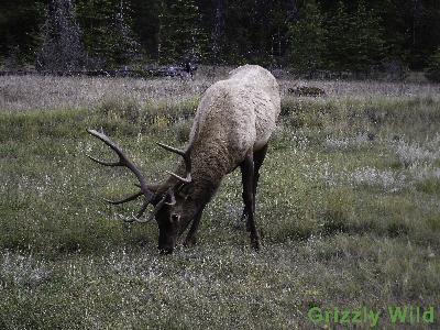 Elk