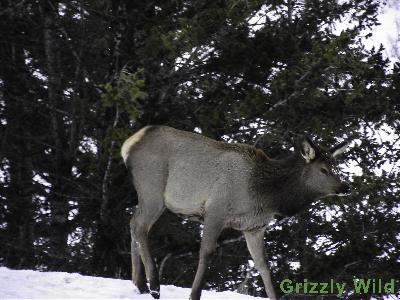 Elk