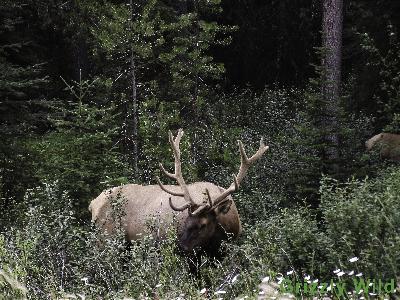 Elk