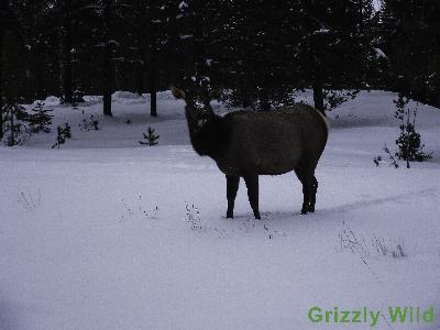 Elk