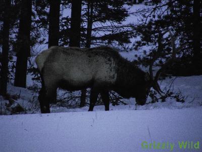 Elk