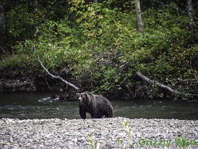 Grizzly Bears