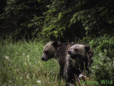 Grizzly Bears