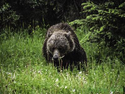 Grizzly Bears