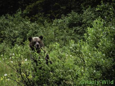 Grizzly Bears