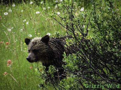 Grizzly Bears