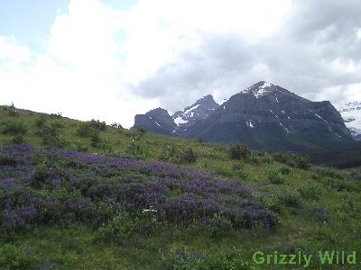 Mountains