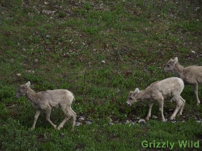 Rocky Mountain Sheep