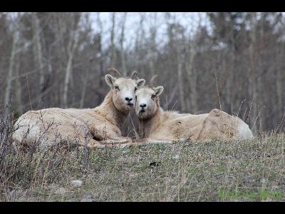 Rocky Mountain Sheep