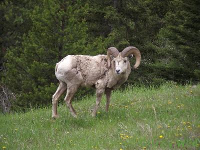 Rocky Mountain Sheep