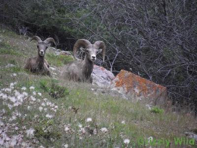 Rocky Mountain Sheep