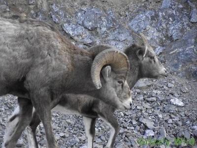 Rocky Mountain Sheep