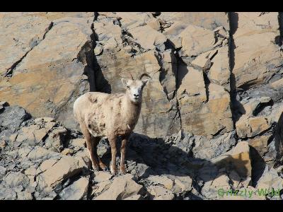 Rocky Mountain Sheep