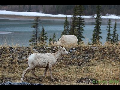 Rocky Mountain Sheep