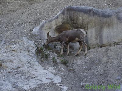 Rocky Mountain Sheep