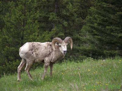 Rocky Mountain Sheep