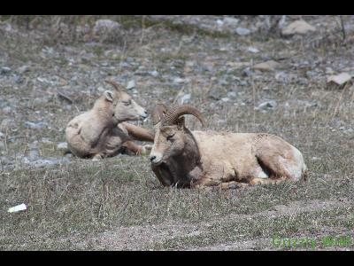 Rocky Mountain Sheep