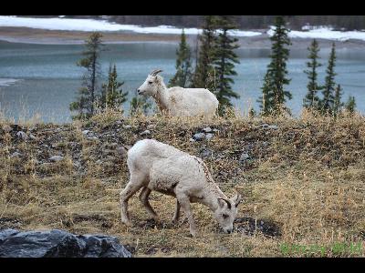 Rocky Mountain Sheep