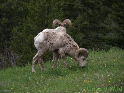 Rocky Mountain Sheep