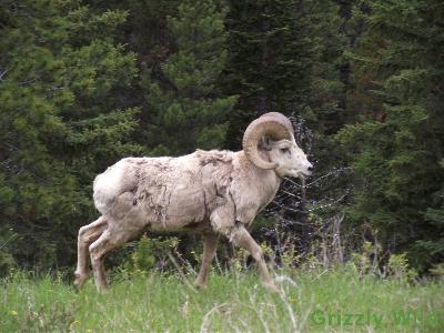 Rocky Mountain Sheep