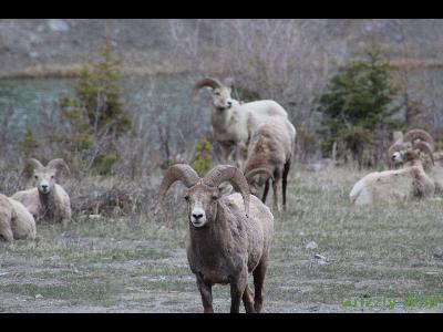 Rocky Mountain Sheep