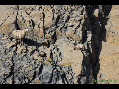 Rocky Mountain Sheep