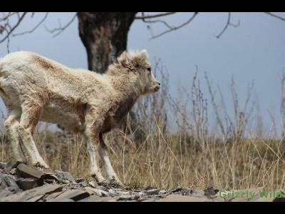 Rocky Mountain Sheep