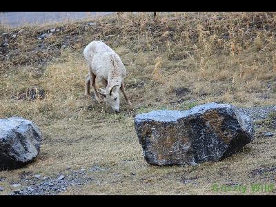 Rocky Mountain Sheep