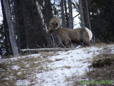 Rocky Mountain Sheep